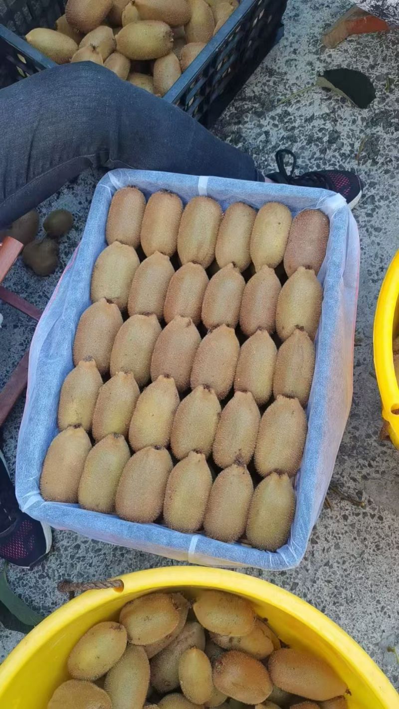 湖南正宗猕猴桃米良1号绿心猕猴桃货源充足量大从优