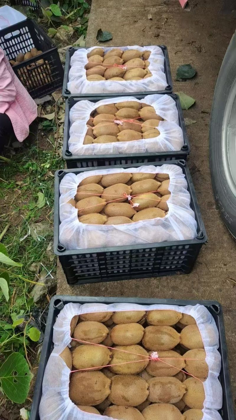 湖南正宗猕猴桃米良1号绿心猕猴桃货源充足量大从优