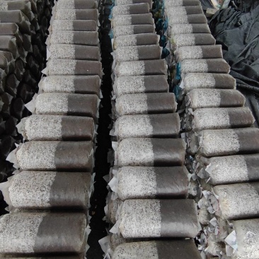 平菇菌棒基地源头现货提供技术指导
