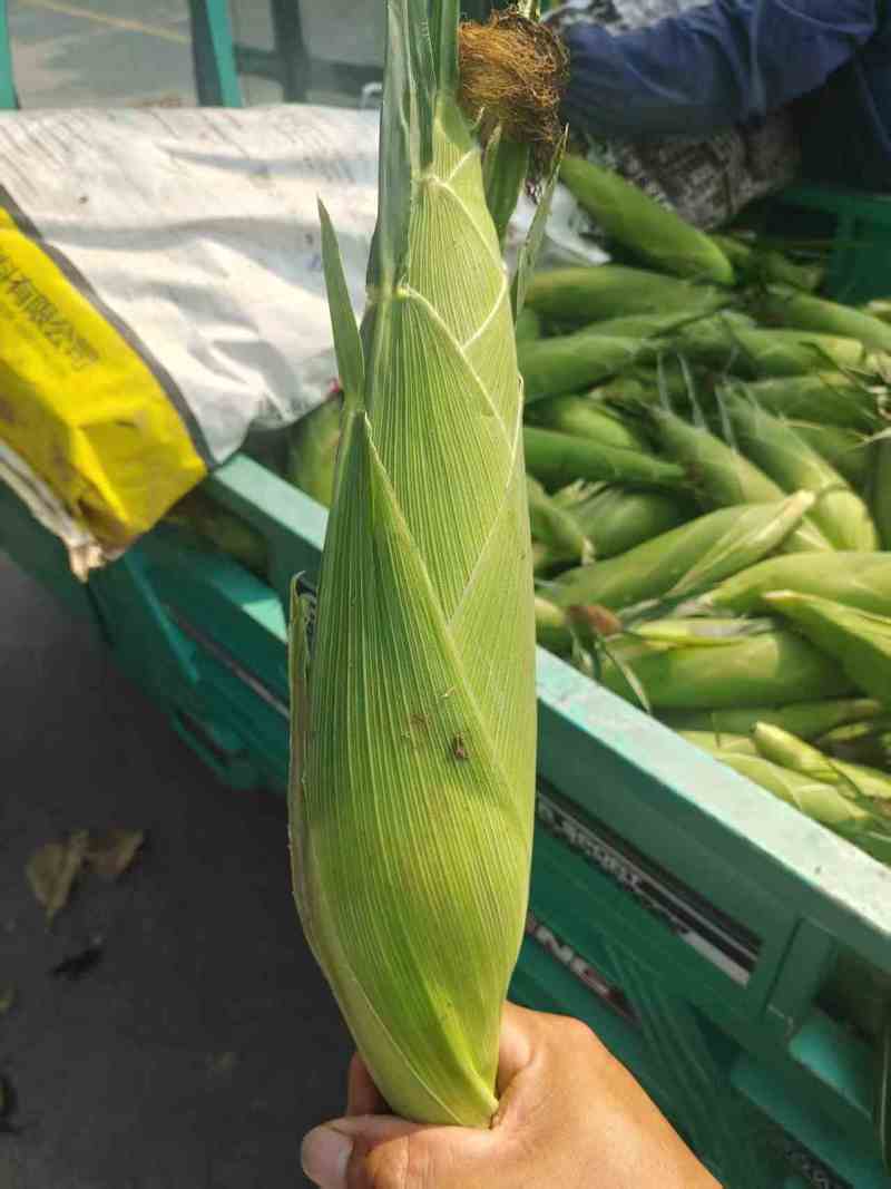 水果玉米产地直发价格不高质量有保障