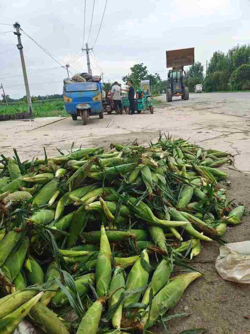 水果玉米产地直发价格不高质量有保障