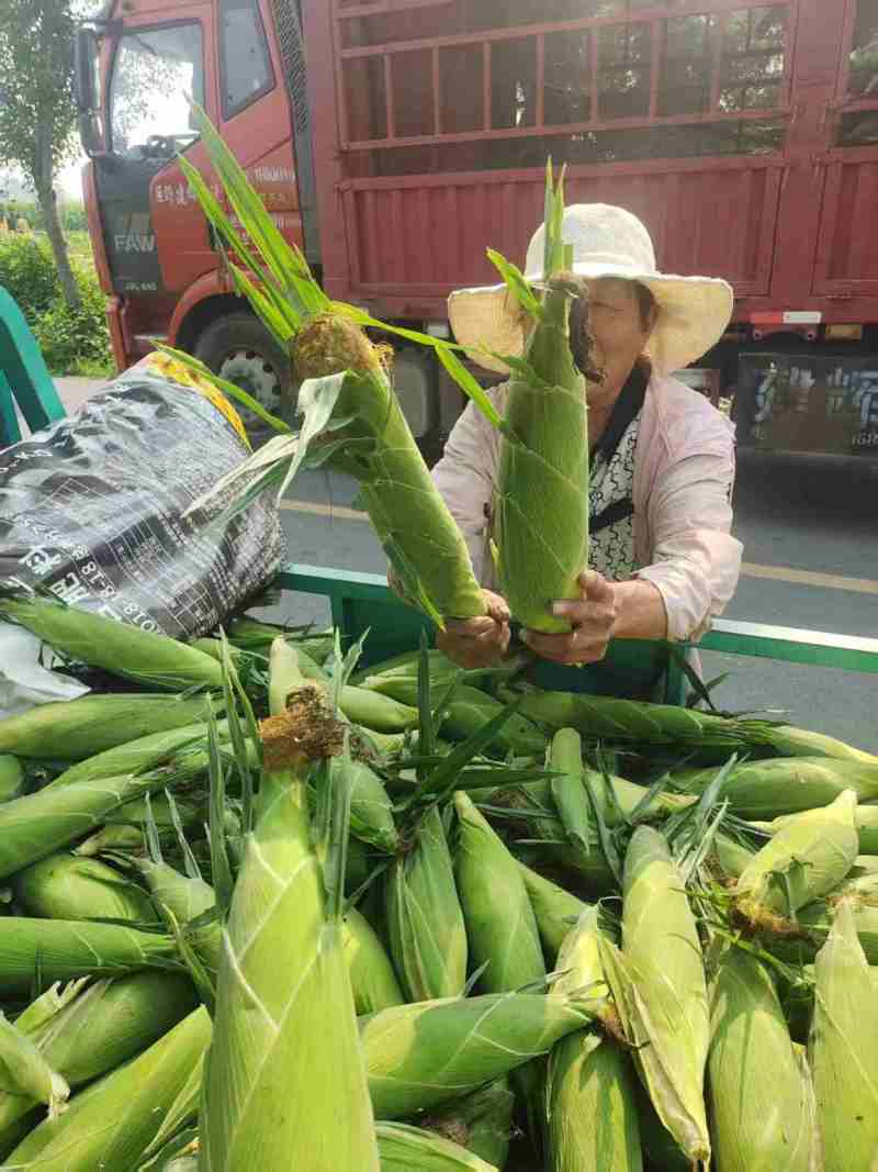 水果玉米产地直发价格不高质量有保障