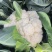 兰州榆中松花