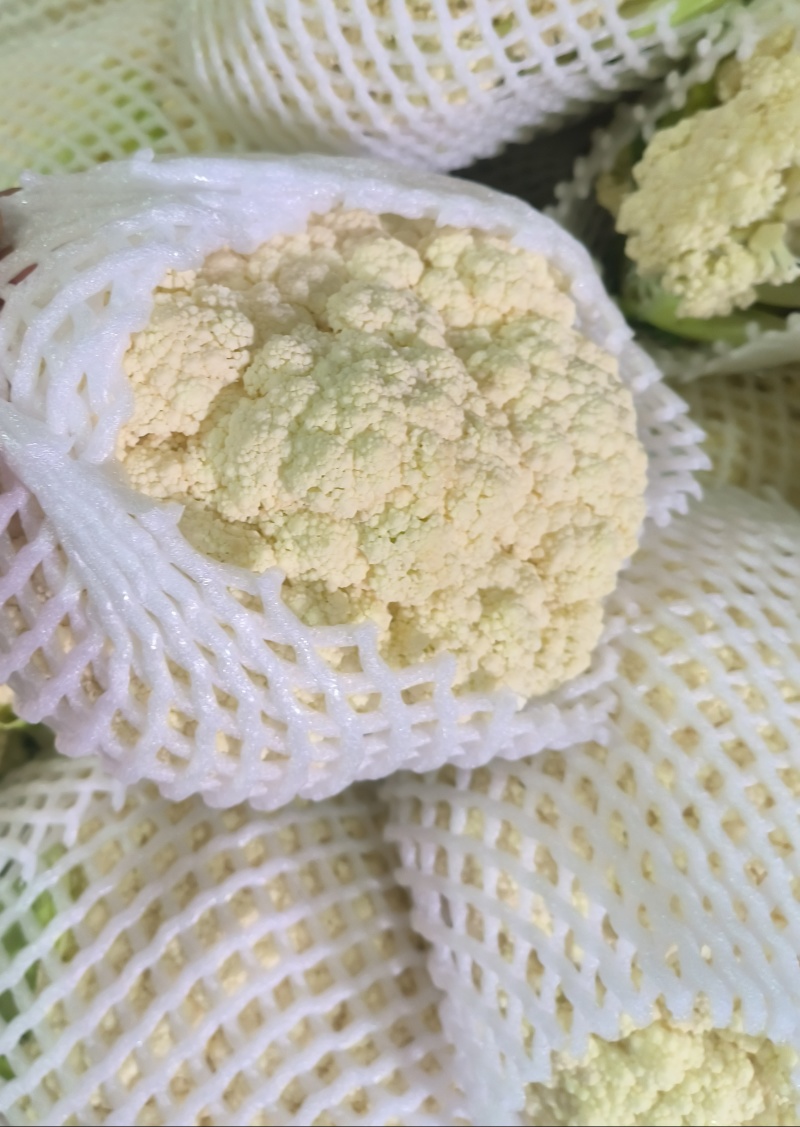 兰州榆中松花