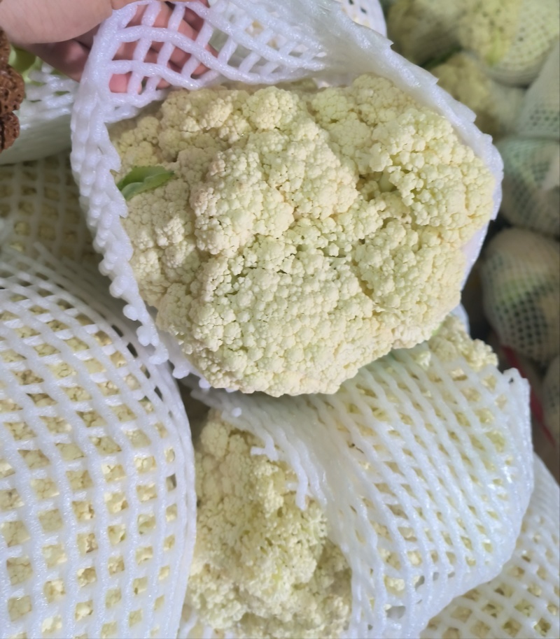 兰州榆中松花