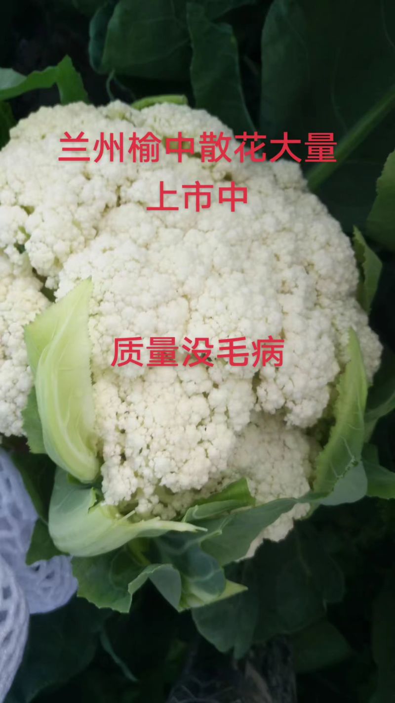 兰州榆中松花