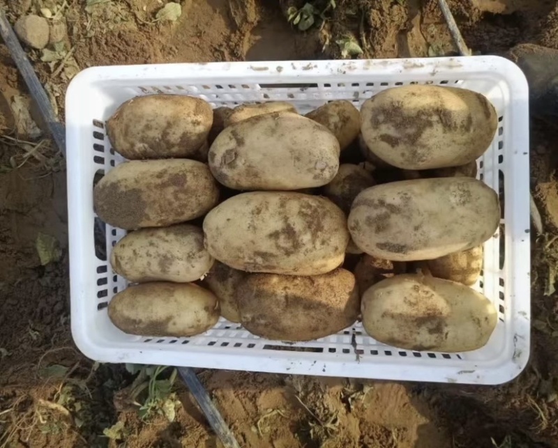 沃土3两起步、大量供应、欢迎广大客商、前来选购。