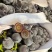 夏黑葡萄河北夏黑葡萄皮薄多汁基地直供对接全国市场