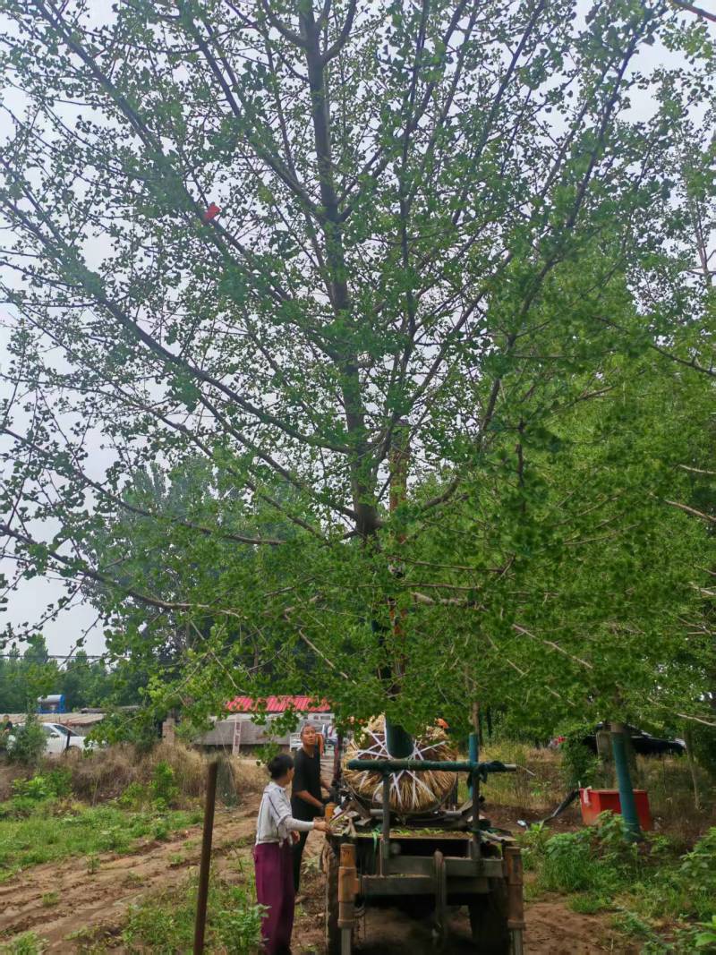 基地大量出售15公分精品银杏