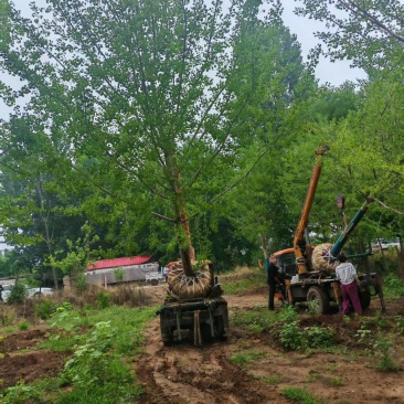 基地大量出售15公分精品银杏
