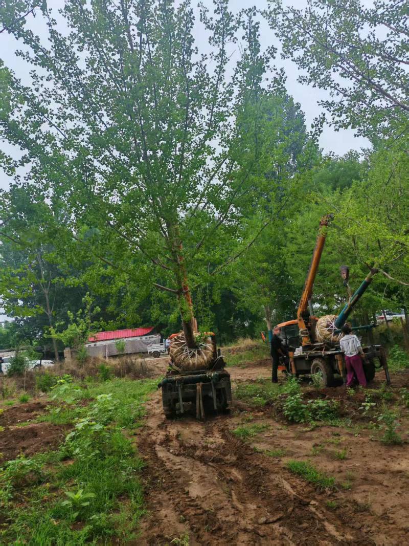 基地大量出售15公分精品银杏