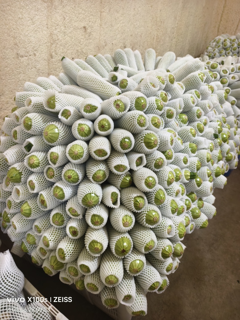 西葫芦大量上市，欢迎各地老板来定***********