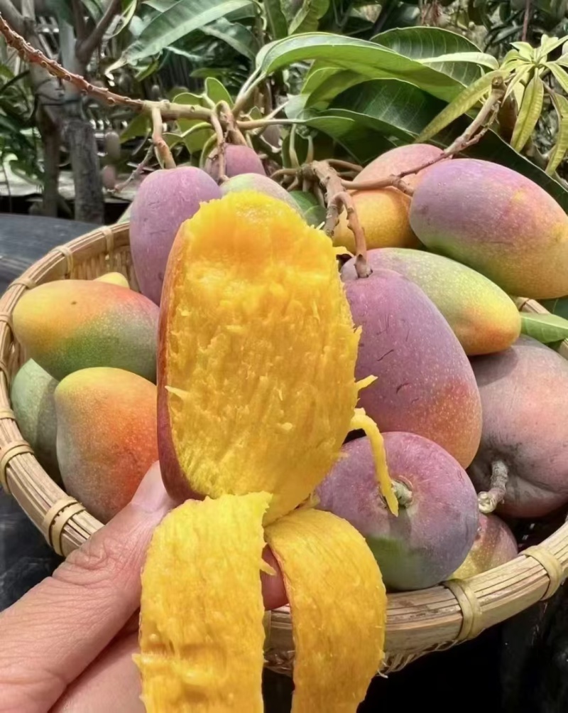 贵妃芒熟树上了