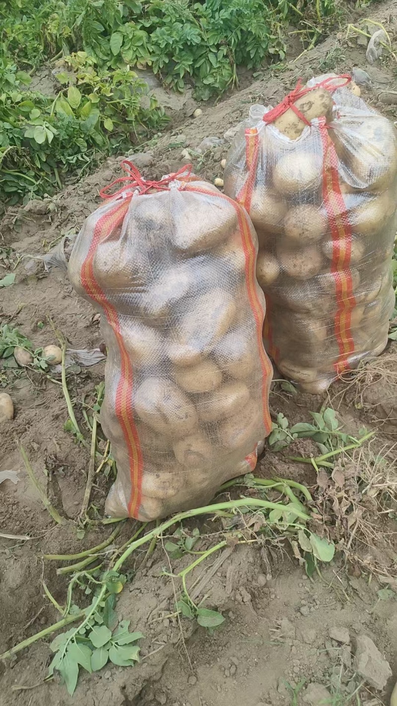 土豆精品土豆