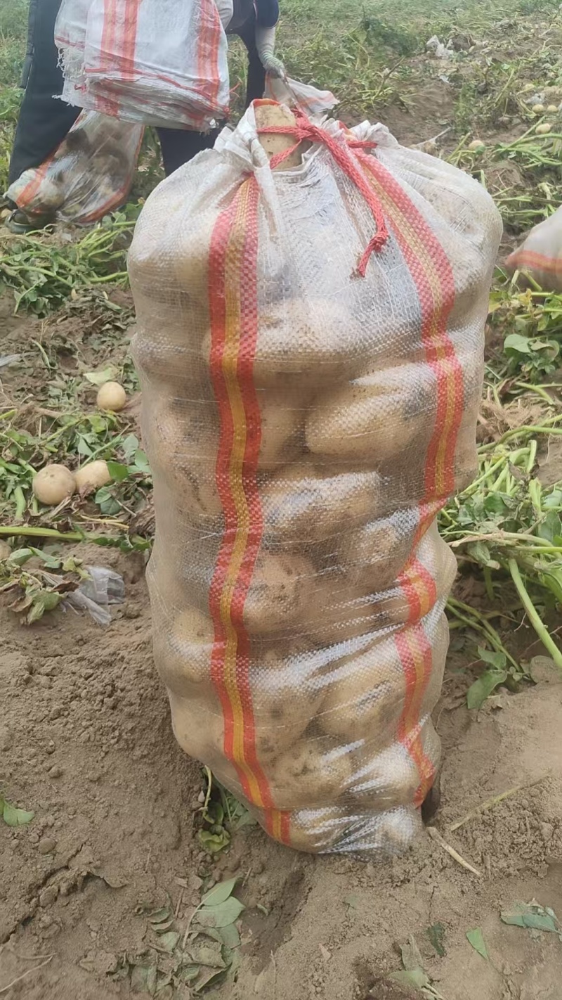 土豆精品土豆