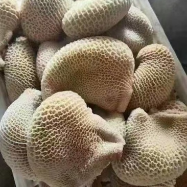金钱肚