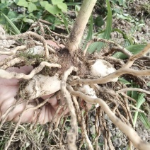 紫花三叉白芨块茎苗，基地一手货源。可来实地考察