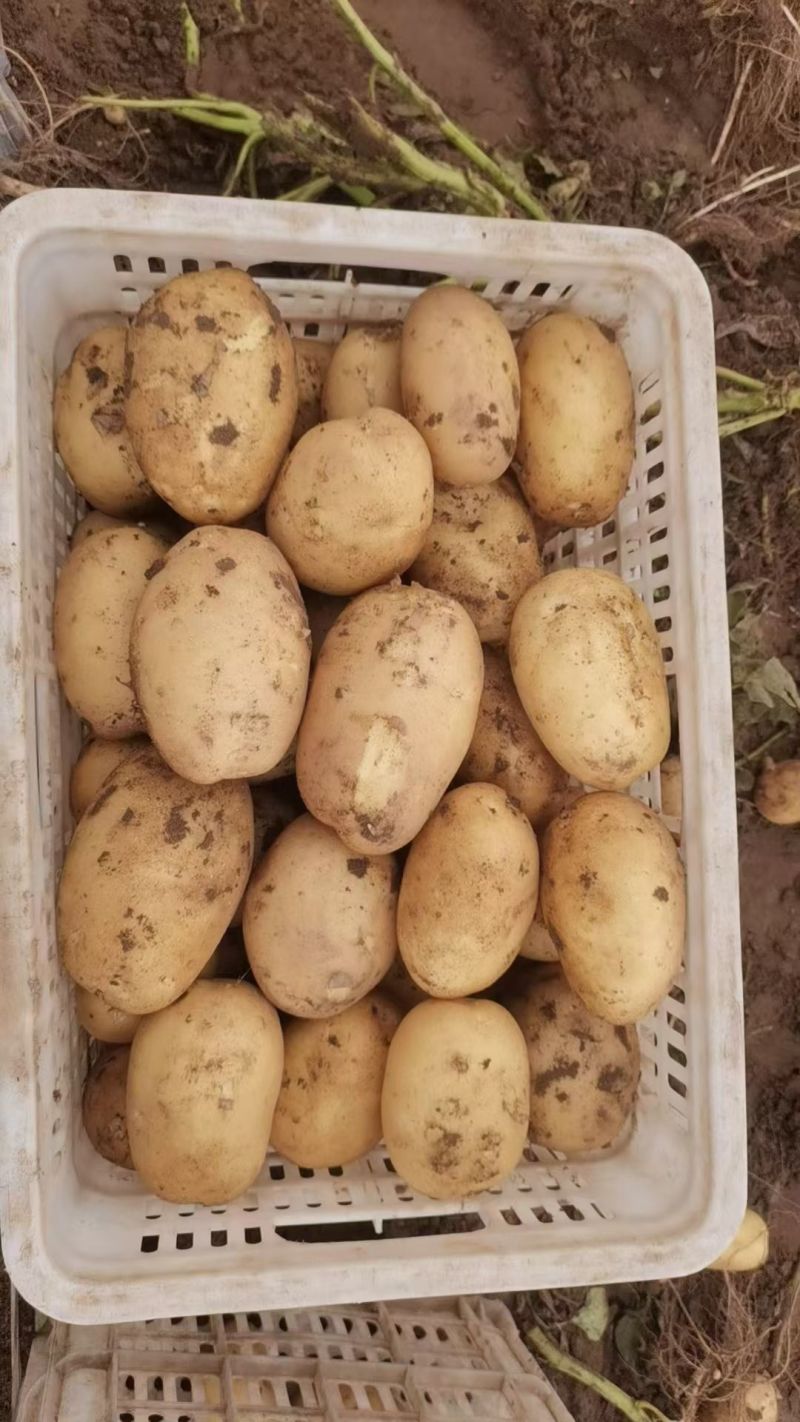 土豆精品土豆