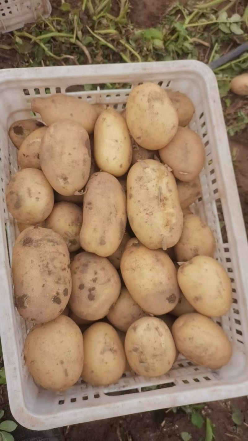 土豆精品土豆