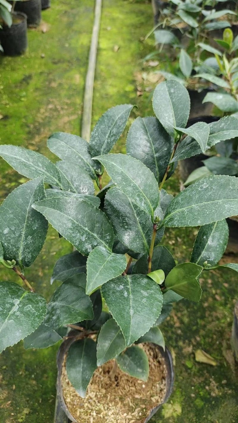 克瑞墨