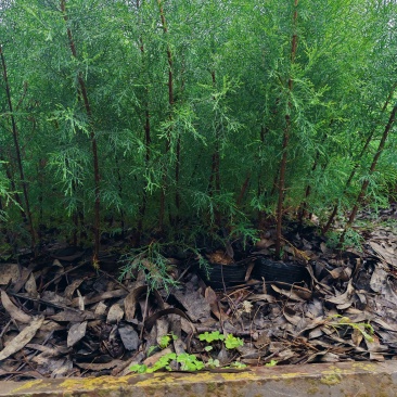 圆柏苗，圆柏袋苗，滇柏，干香柏，冲天柏，现货袋苗