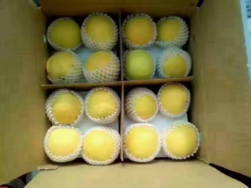 山西繁峙特产赵庄白水杏