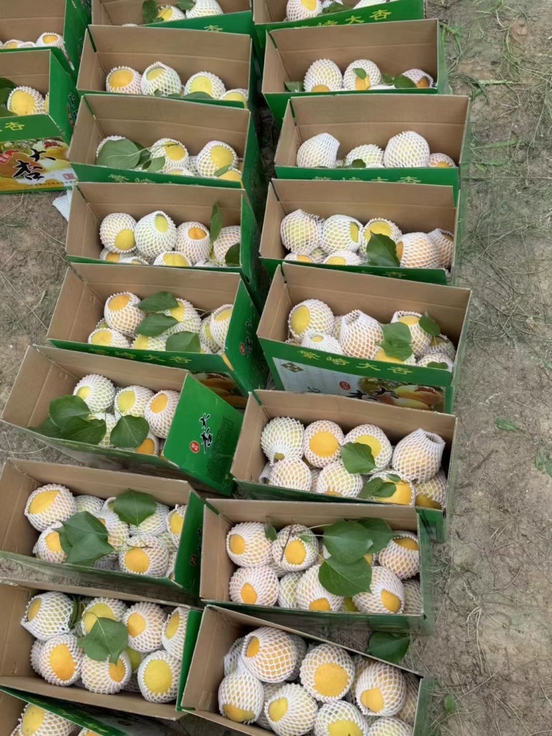 山西繁峙特产赵庄白水杏