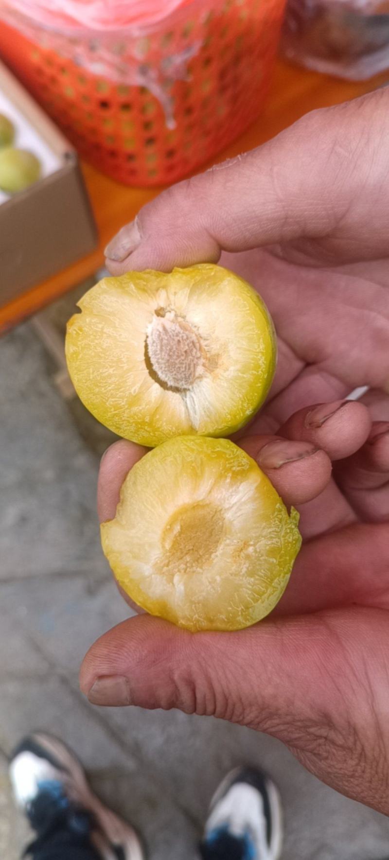 蜂糖李