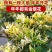 金银花苗0.4到2公分粗以上的高度40以上