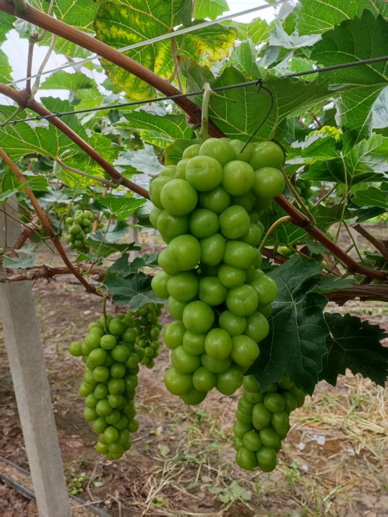 阳光玫瑰头茬大串大颗粒大规格紧密结实耐运输储存承接电商代发
