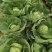 甘蓝\铁头包菜\内蒙赤峰宁城县甘蓝\千亩种植基地大量上市