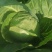 甘蓝\铁头包菜\内蒙赤峰宁城县甘蓝\千亩种植基地大量上市