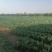 甘蓝\铁头包菜\内蒙赤峰宁城县甘蓝\千亩种植基地大量上市