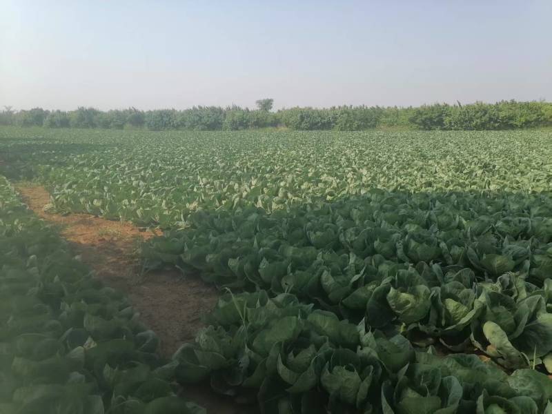 甘蓝\铁头包菜\内蒙赤峰宁城县甘蓝\千亩种植基地大量上市