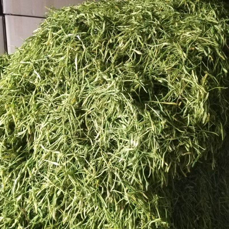 银花金银花规格齐全一手货源质量保障欢迎来电咨询