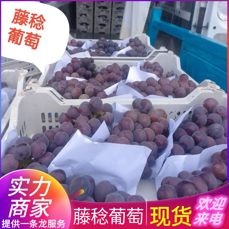 藤稔葡萄&乒乓球葡萄/山东葡萄/产地直供规格/全国发货