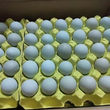 绿壳乌鸡蛋