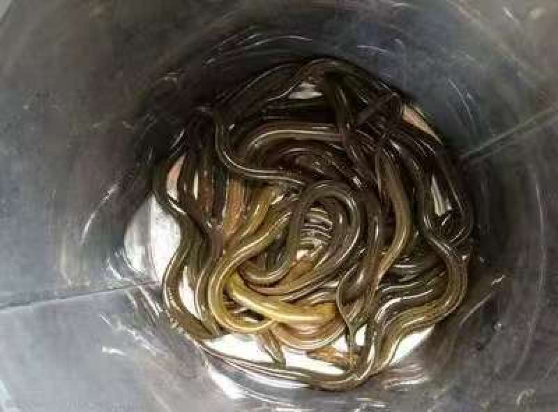 黄鳝
