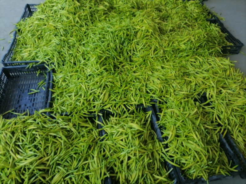 新鲜黄花菜现金针菜忘忧草渭南田间地头现供