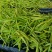 新鲜黄花菜现金针菜忘忧草渭南田间地头现供