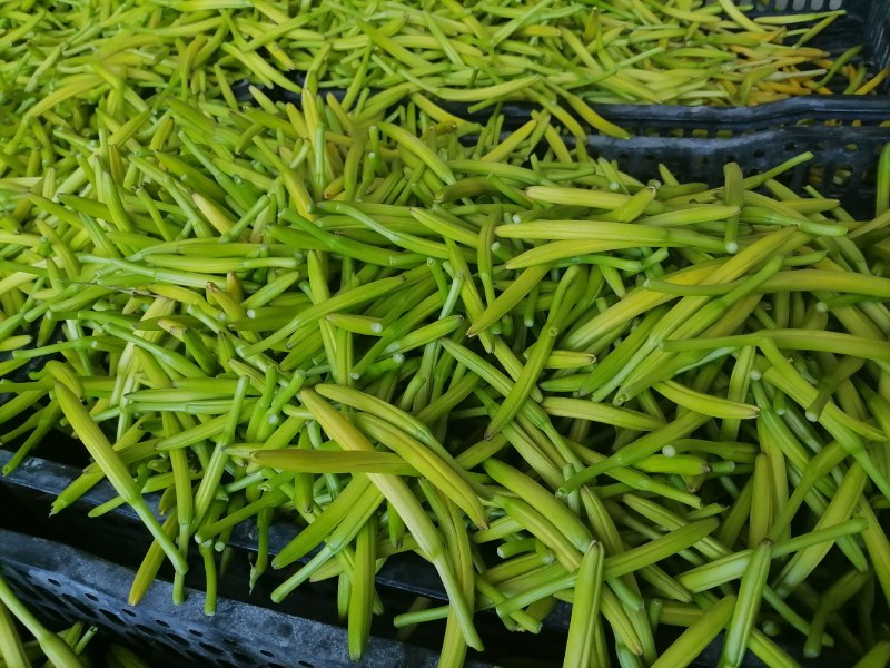新鲜黄花菜现金针菜忘忧草渭南田间地头现供