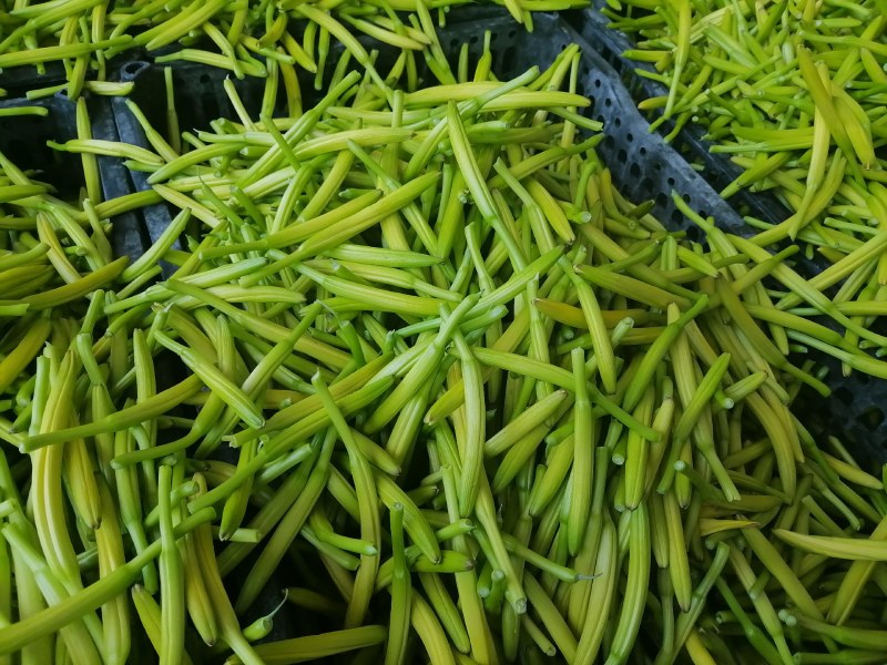 新鲜黄花菜现金针菜忘忧草渭南田间地头现供