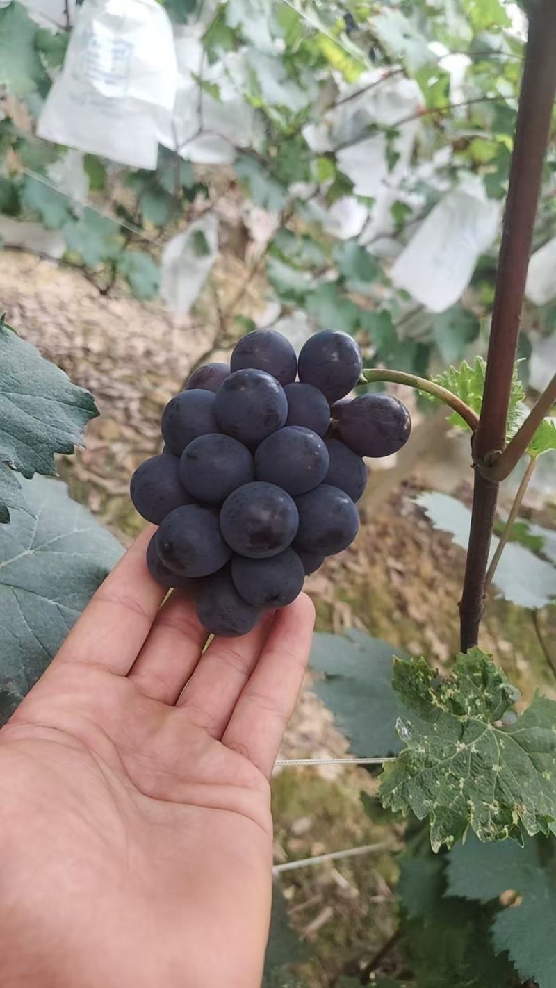 早熟巨峰葡萄，自然果，软枝。果期短，有需求的老板抓紧联系