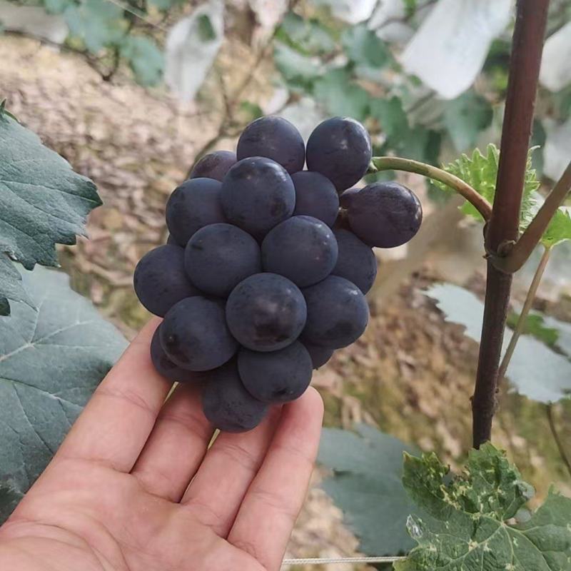 早熟巨峰葡萄，自然果，软枝。果期短，有需求的老板抓紧联系