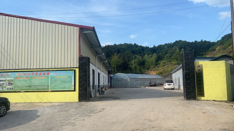 37%左右出油量，15万斤油菜籽待售