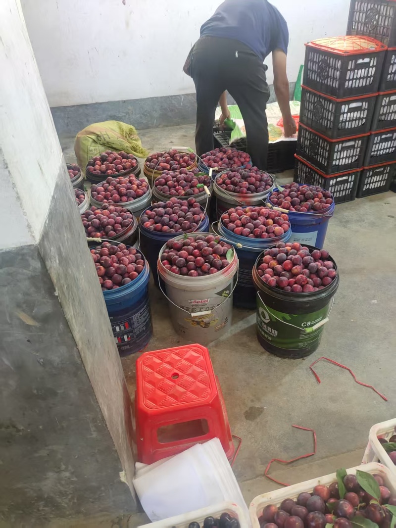 红宝石李子红布朗李子小布朗李子河南南阳产地直发