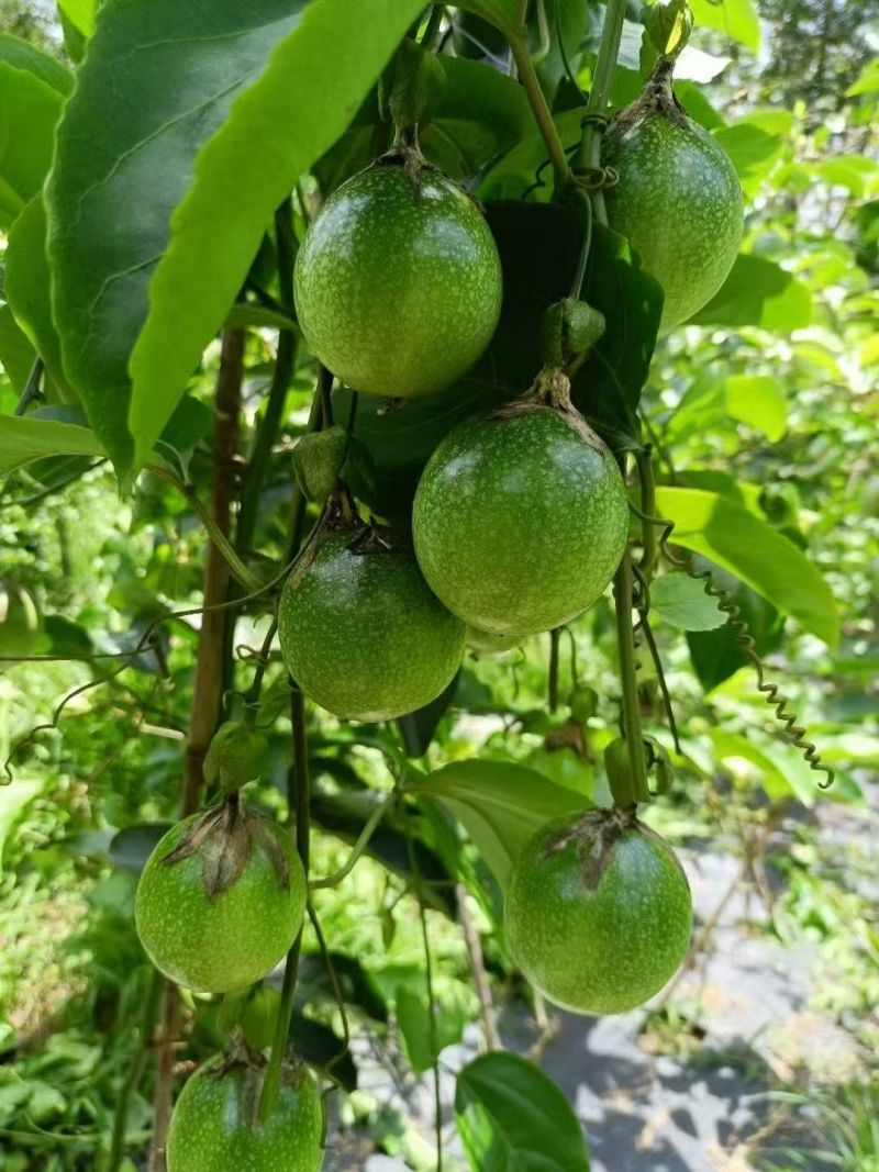 海南黄金百香果