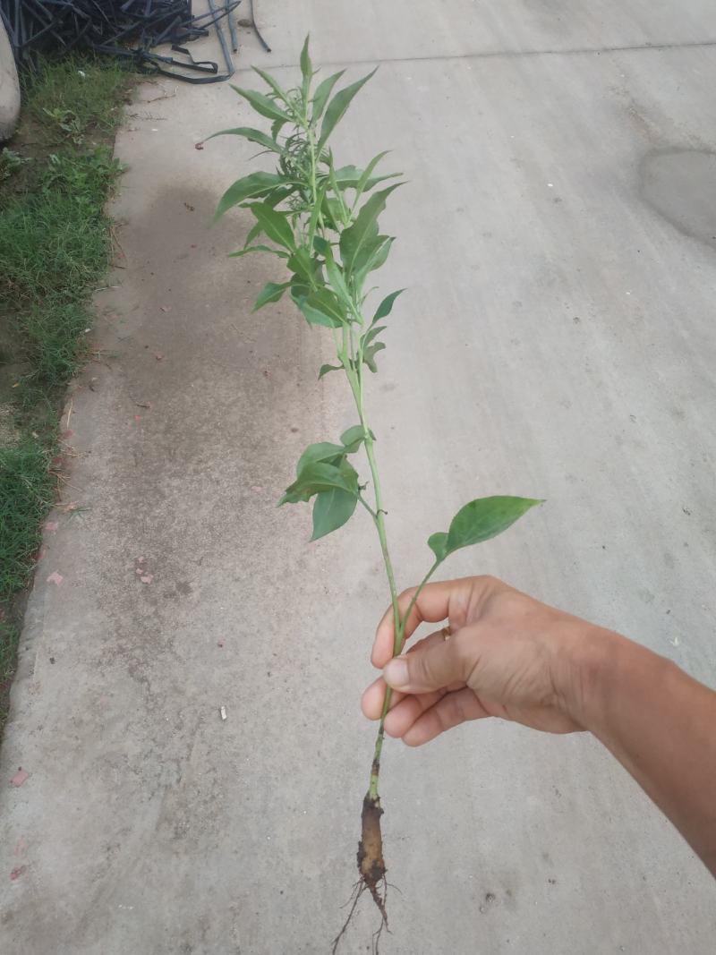 白术一年期新鲜的白术，十月份左右开始出货，有需要的联系。