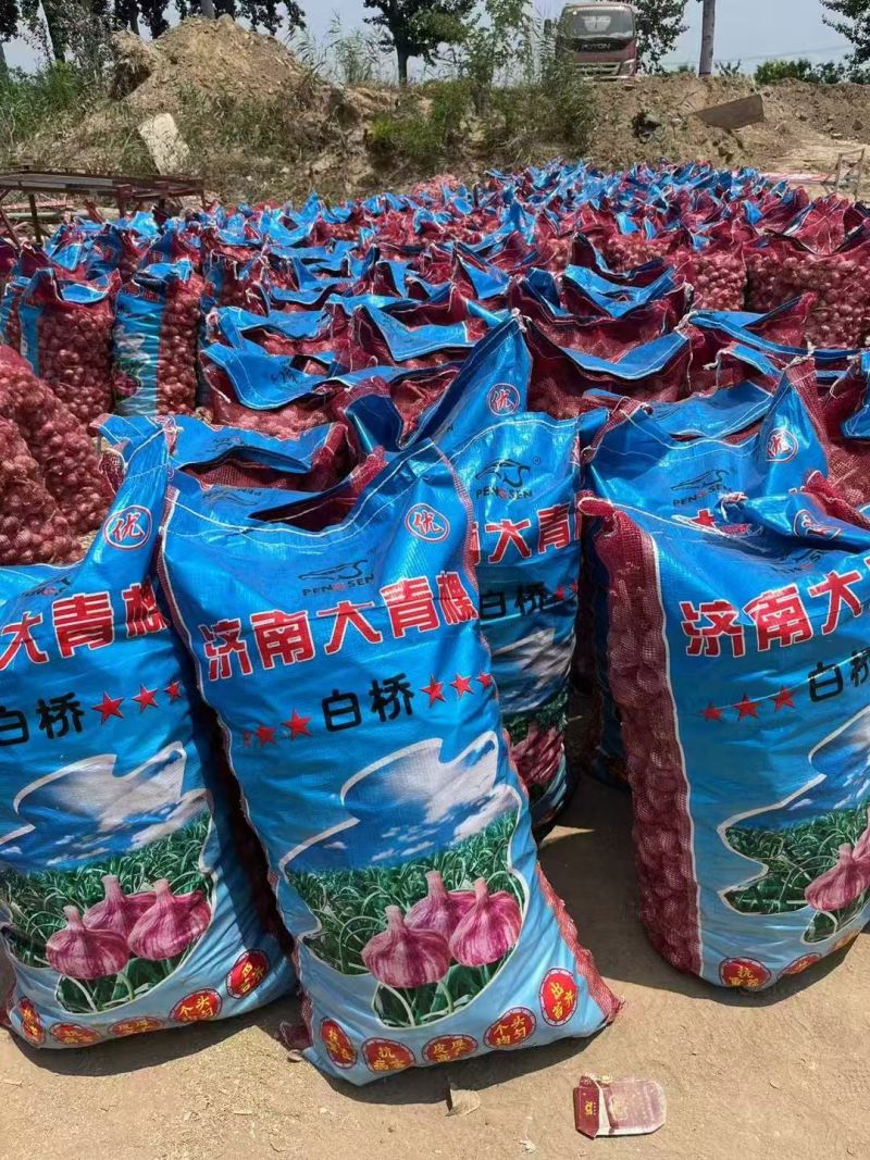 山东冠县大蒜大量上市，可以对接市场超市平台商超，等等。