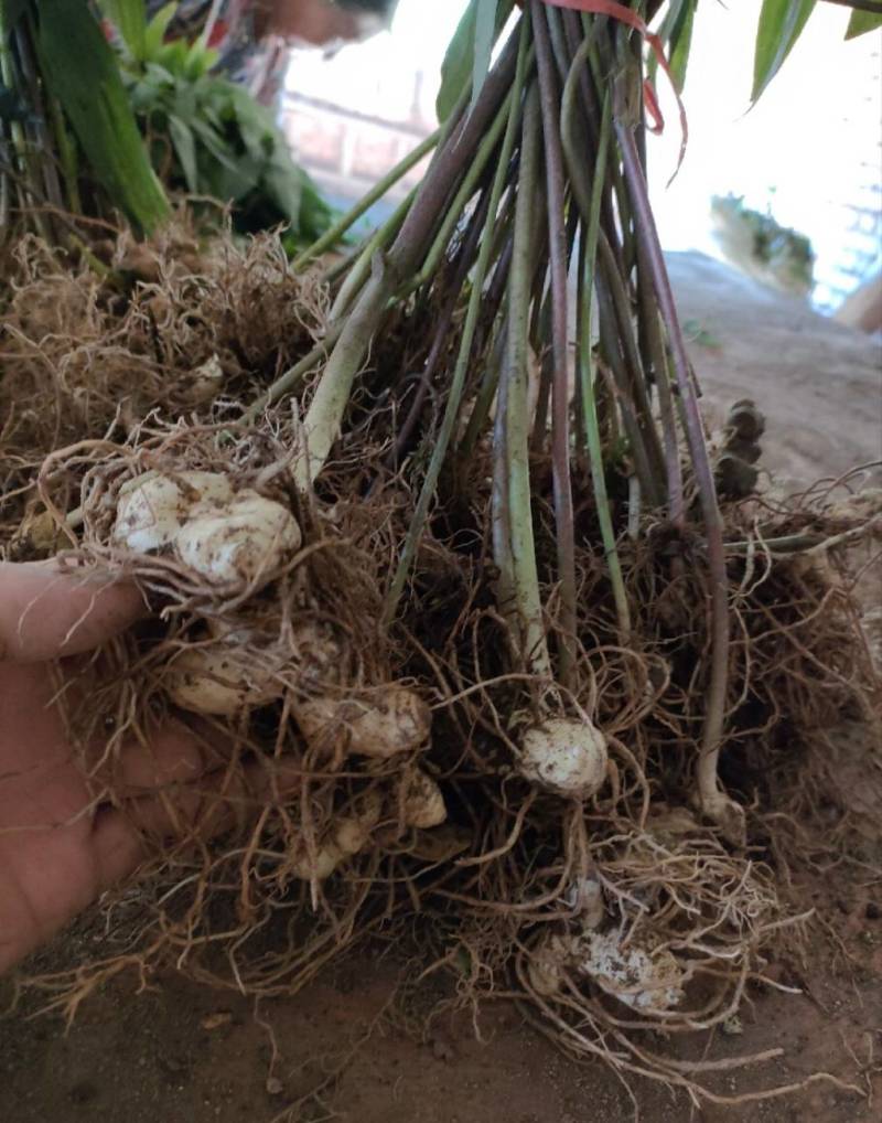 多花高杆不倒苗黄精苗大量接单产地直发欢迎来电咨询